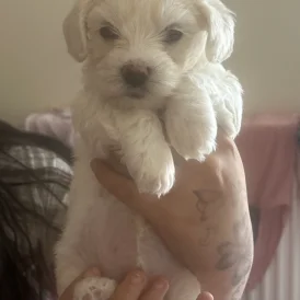 Bichon Frise - Dogs