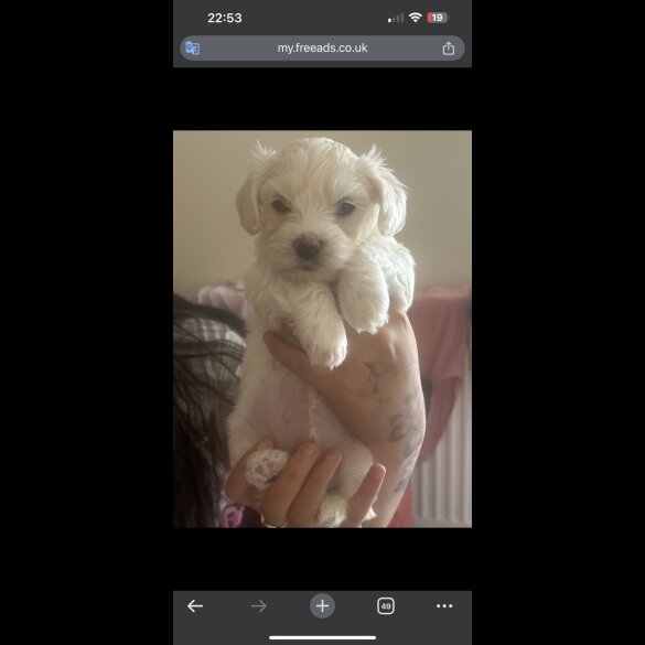Bichon Frise - Dogs