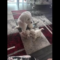 Bichon Frise - Dogs