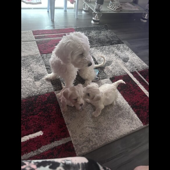 Bichon Frise - Dogs
