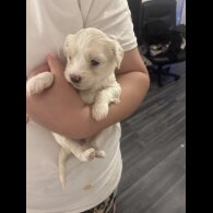 Bichon Frise - Dogs