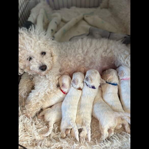 Bichon Frise - Both