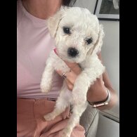 Bichon Frise - Both