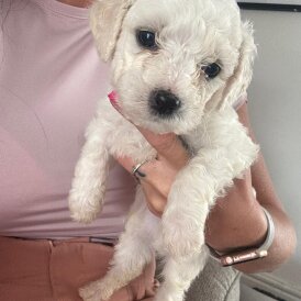 Bichon Frise - Both