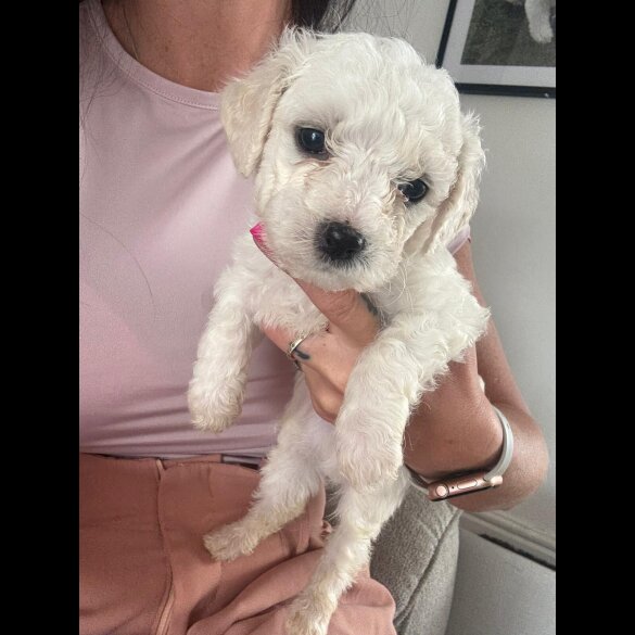 Bichon Frise - Both