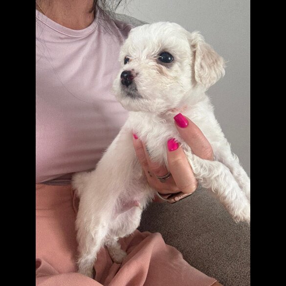 Bichon Frise - Both