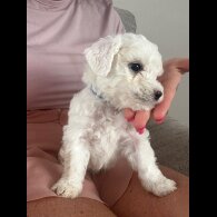 Bichon Frise - Both