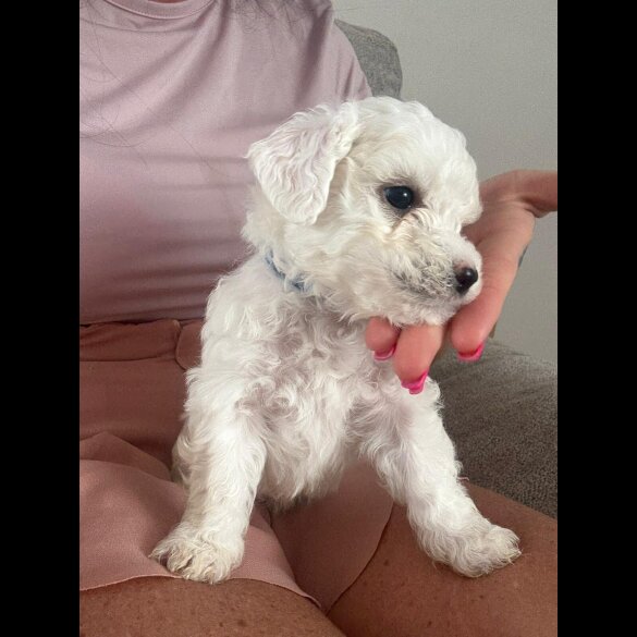 Bichon Frise - Both