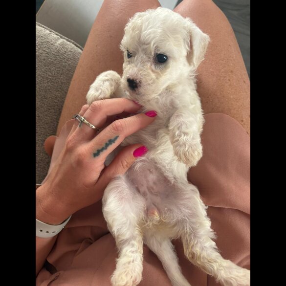 Bichon Frise - Both