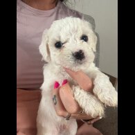 Bichon Frise - Both