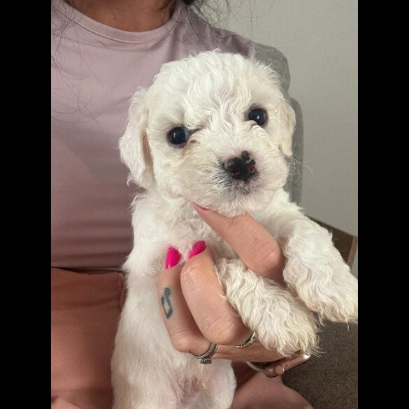 Bichon Frise - Both
