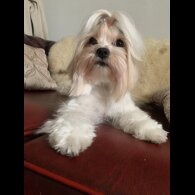 Biewer Terrier - Bitches
