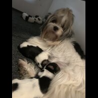 Biewer Terrier - Bitches