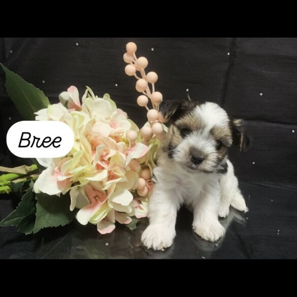 Biewer Terrier - Bitches
