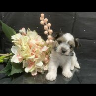 Biewer Terrier - Bitches