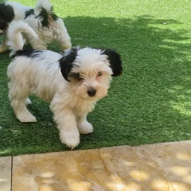 Biewer Terrier - Both