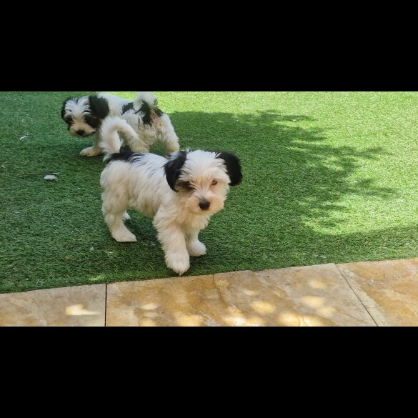 Biewer Terrier - Both