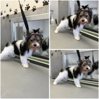 Biewer Terrier - Both