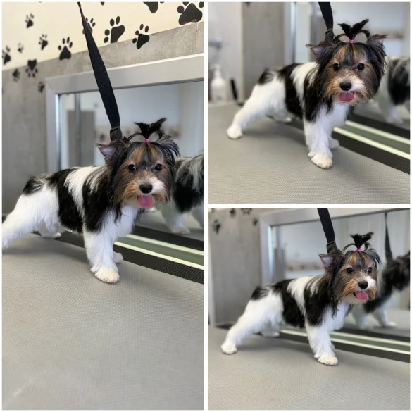 Biewer Terrier - Both