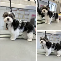 Biewer Terrier - Both