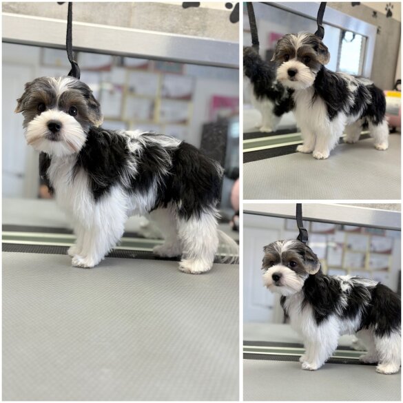 Biewer Terrier - Both