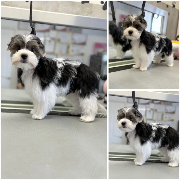 Biewer Terrier - Both