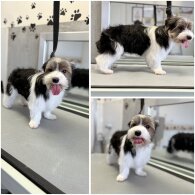 Biewer Terrier - Both
