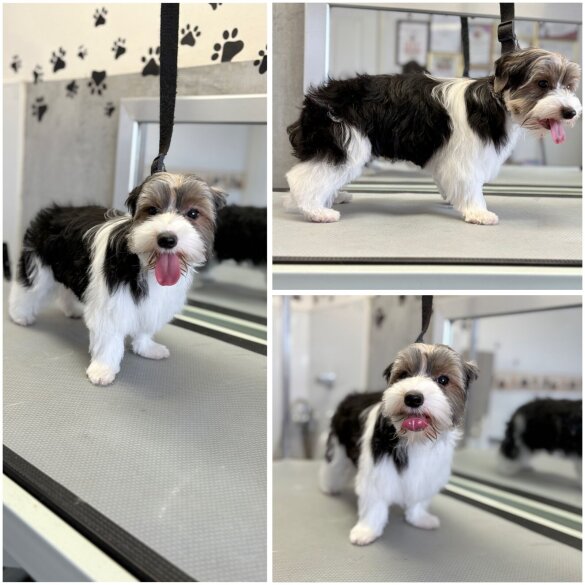 Biewer Terrier - Both