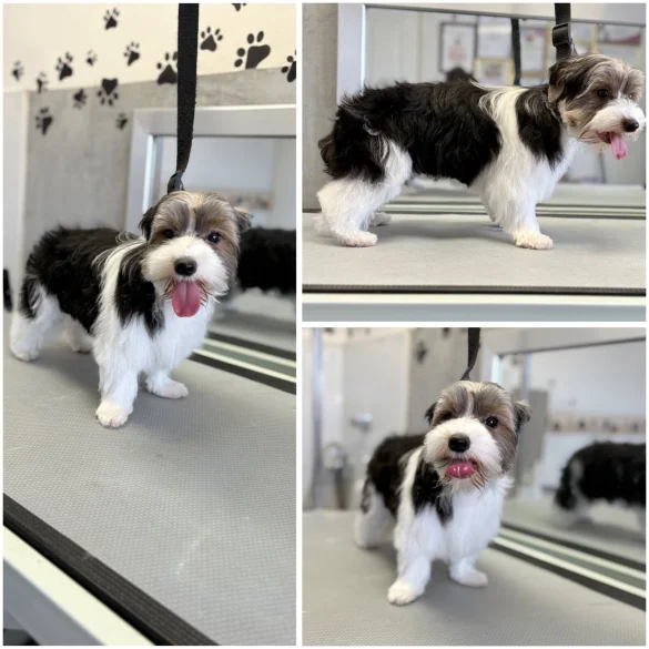 Biewer Terrier - Both