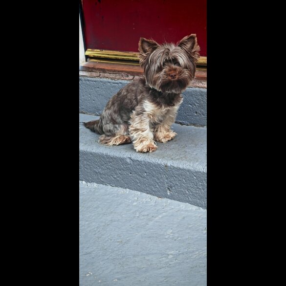 Yorkshire Terrier - Dogs
