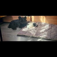 Yorkshire Terrier - Dogs
