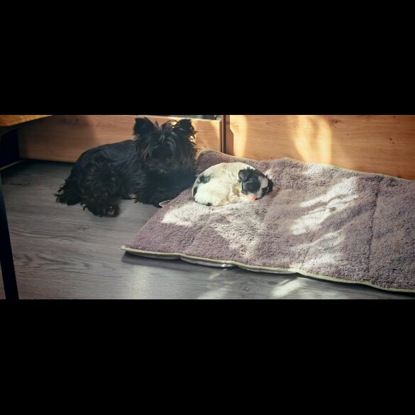 Yorkshire Terrier - Dogs