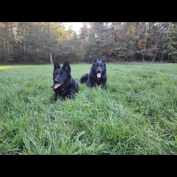 German Shepherd (Alsatian) - Both