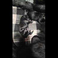 German Shepherd (Alsatian) - Both