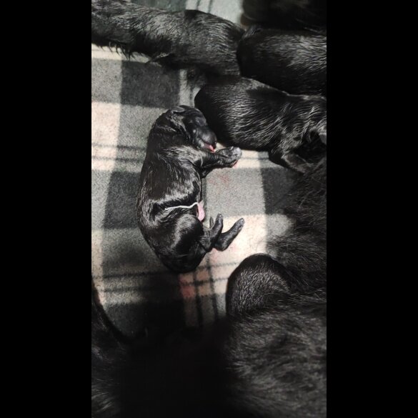 German Shepherd (Alsatian) - Both