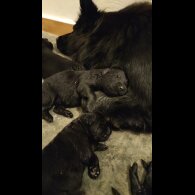 German Shepherd (Alsatian) - Both