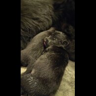 German Shepherd (Alsatian) - Both