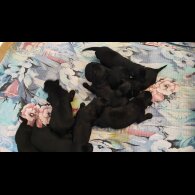 German Shepherd (Alsatian) - Both