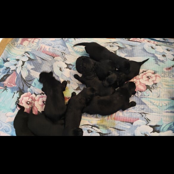 German Shepherd (Alsatian) - Both