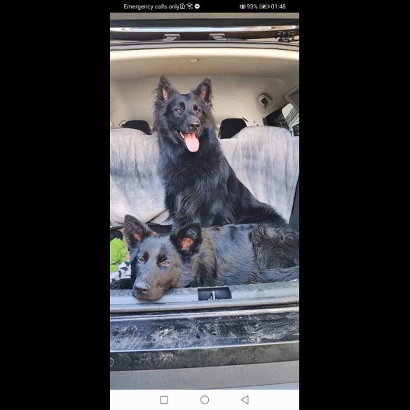 German Shepherd (Alsatian) - Both