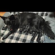German Shepherd (Alsatian) - Both