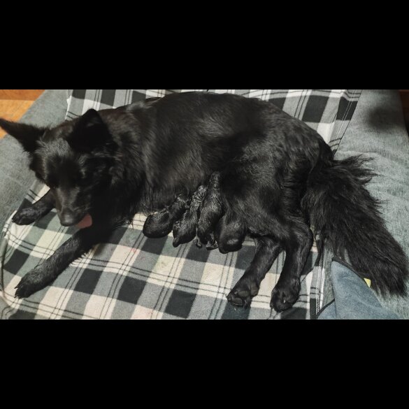 German Shepherd (Alsatian) - Both
