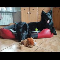 German Shepherd (Alsatian) - Both