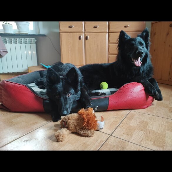 German Shepherd (Alsatian) - Both