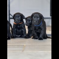 Labrador Retriever - Both