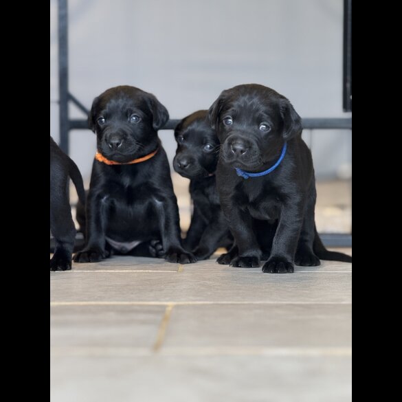 Labrador Retriever - Both