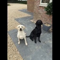 Labrador Retriever - Both
