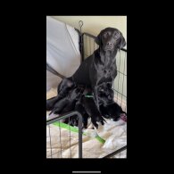 Labrador Retriever - Both