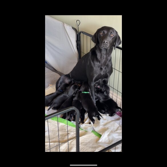 Labrador Retriever - Both