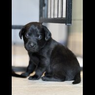 Labrador Retriever - Both